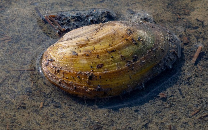 Moule Filtreuse pour étangs & bassins - Moule Anodonte - Anodonte des rivières (Vijvermossel)