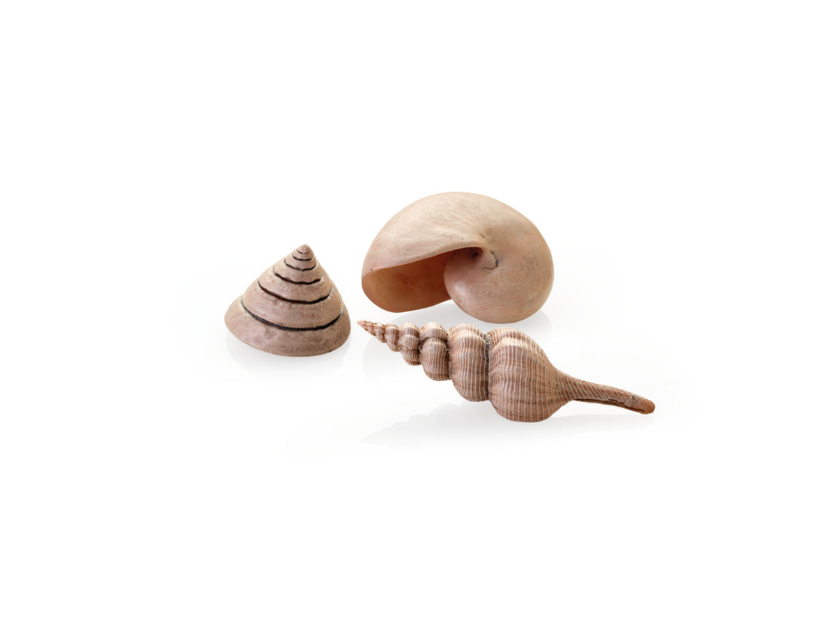 Lot de coquillages biOrb teinte naturelle — biOrb set zeeschelpen naturel