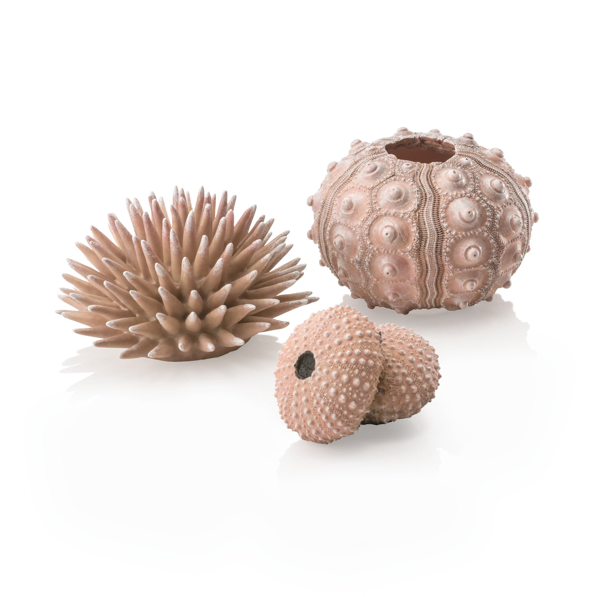 Lot d’oursins décoratifs biOrb teinte naturelle — biOrb zee-egel set naturel