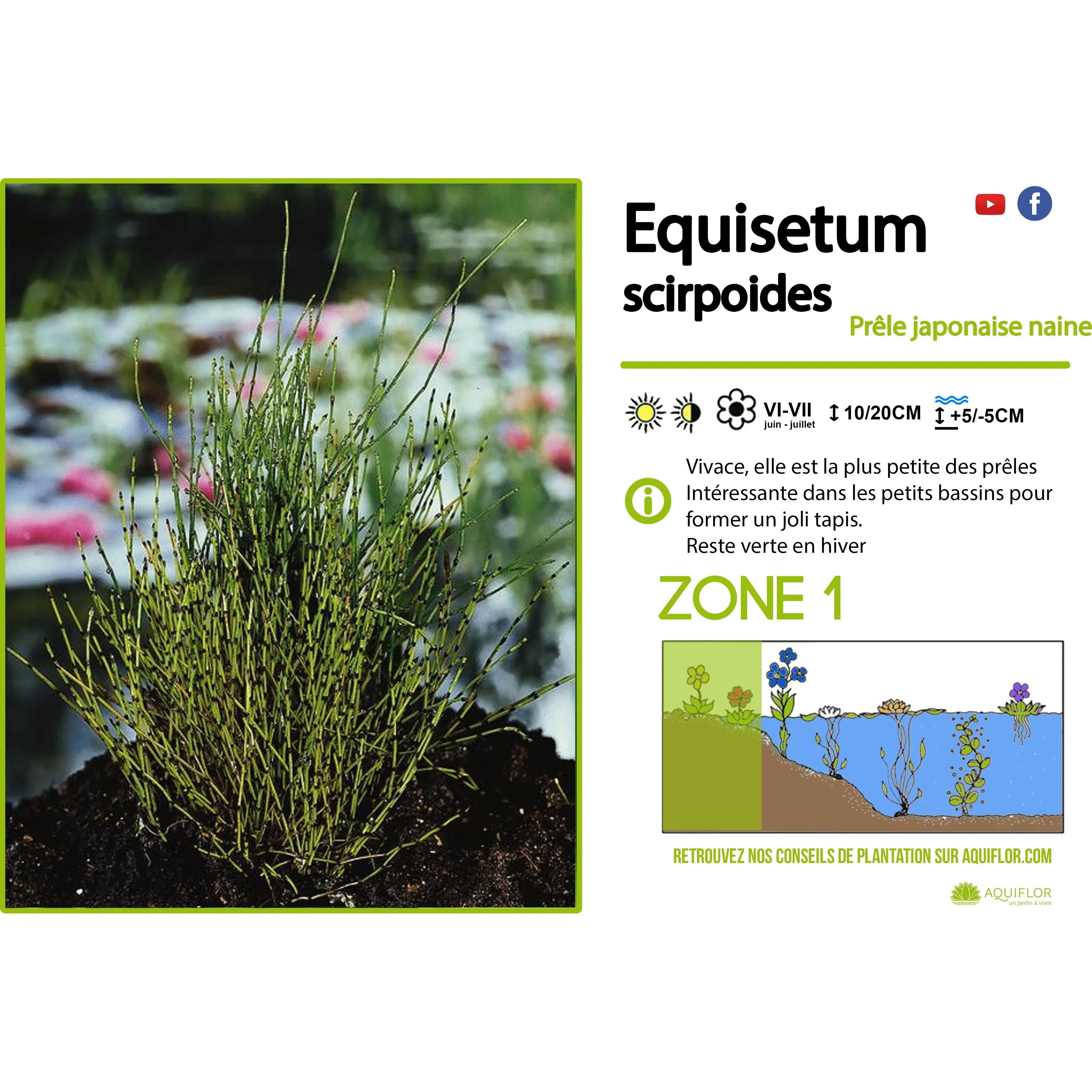 Aquipond Plantes aquatiques Equisetum scirpoïdes - Prêle japonaise naine - Plante de berge