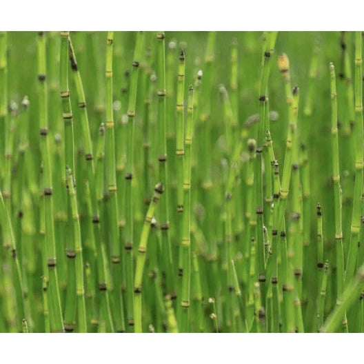 Aquipond Plantes aquatiques Equisetum scirpoïdes - Prêle japonaise naine - Plante de berge