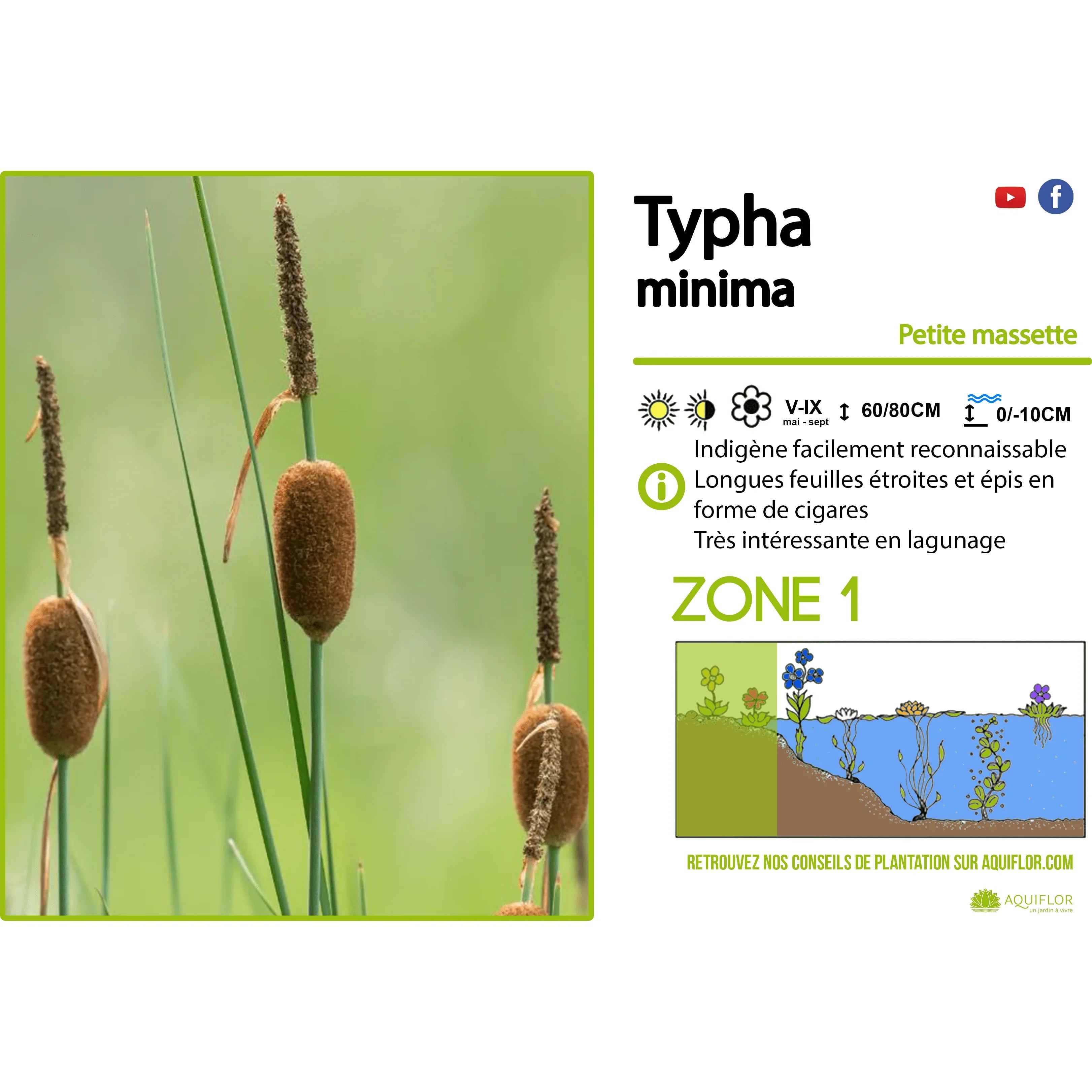 Aquipond Typha Minima - Petite massette - Plante de berges
