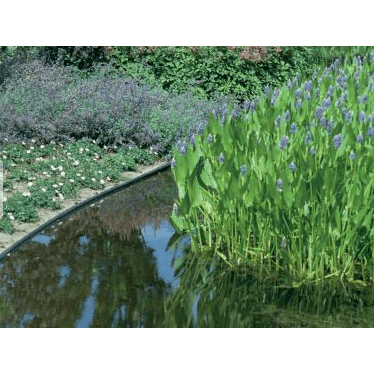 ECOO Bordures de bassin Ecolat enroulée Brun - 25M x 14CM x 0.7CM - Bordure de bassin ECOO 5400929504590 55066