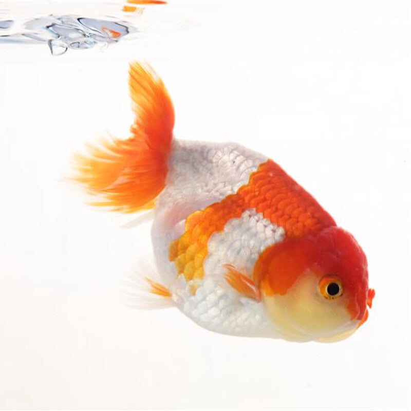 Ranchus Fish - Voiles de Chine Ranchu - Livraison partout en Belgique
