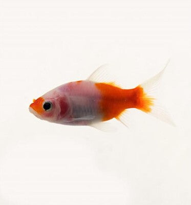Sakura Shubunkin (Red Devil)