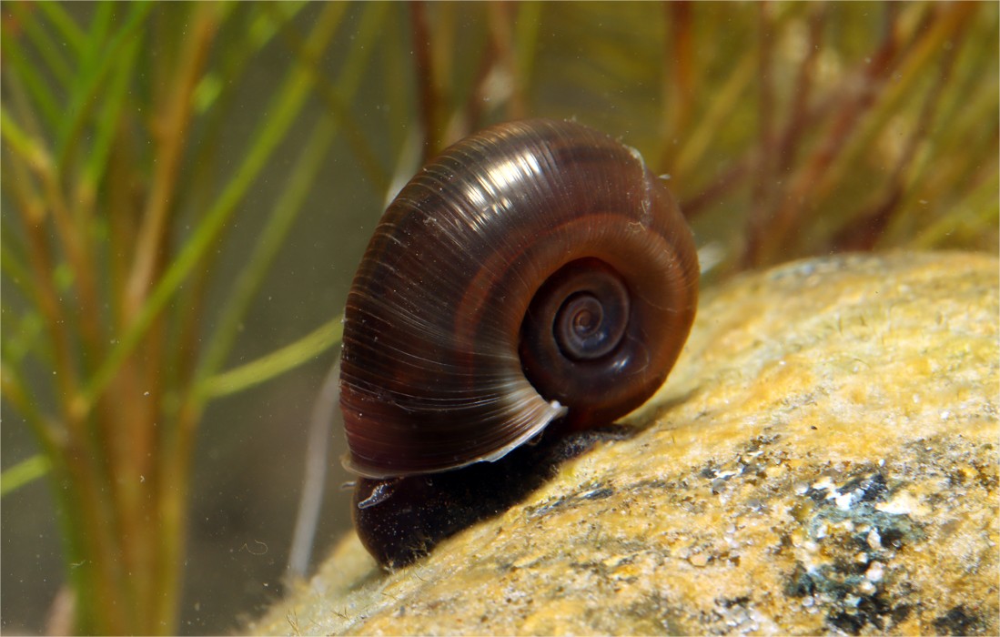 Planorbe - Escargot - Parfait pour limiter les algues en étang & piscine naturelle