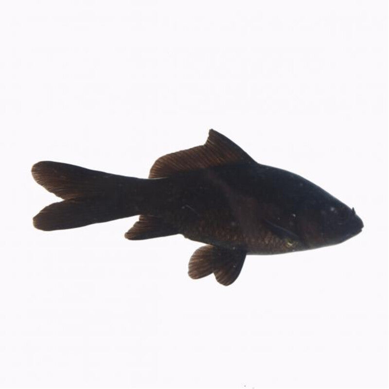 Comet Noir Poisson -  Zwarte komeet