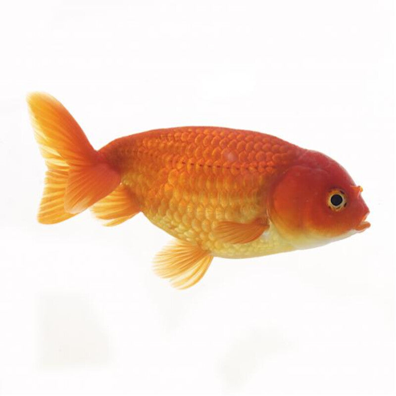 Ranchu Assorties Mix - Voiles de Chine Ranchu