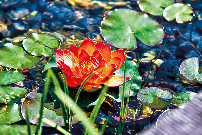 Pontec PondoLily orange — référence Oase 43321