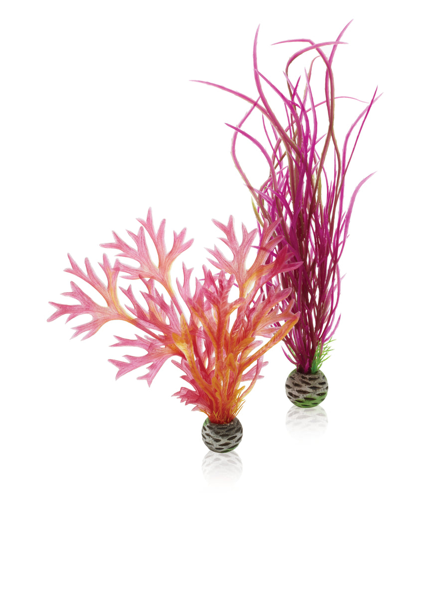 Lot de plantes biOrb M rouge et rose — biOrb plantenset M rood & roze