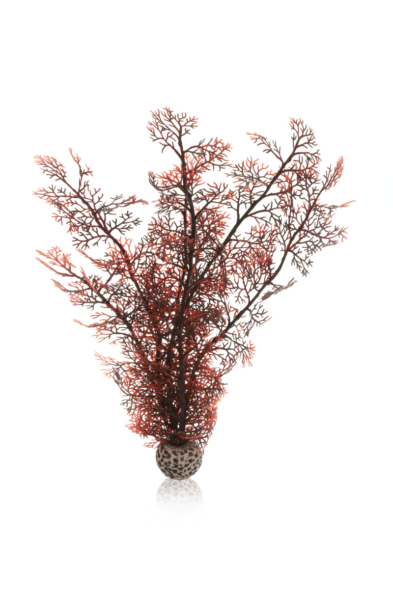 Corail décoratif biOrb L rouge foncé — biOrb hoornkoraal L donkerrood