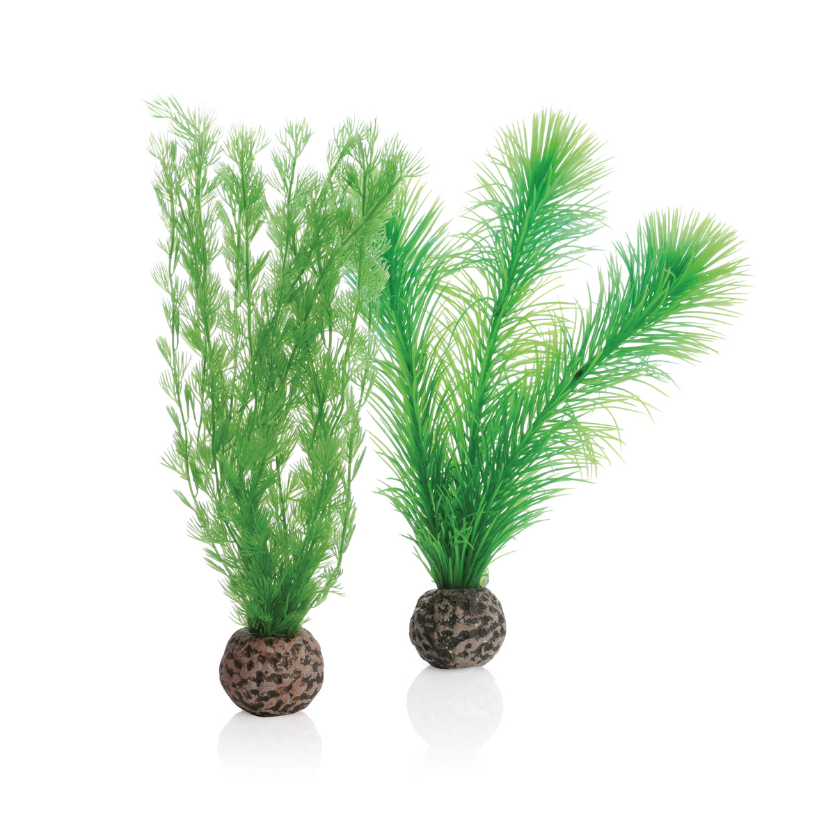 Lot de petites fougères biOrb S vertes — biOrb mannetjesvaren set S groen