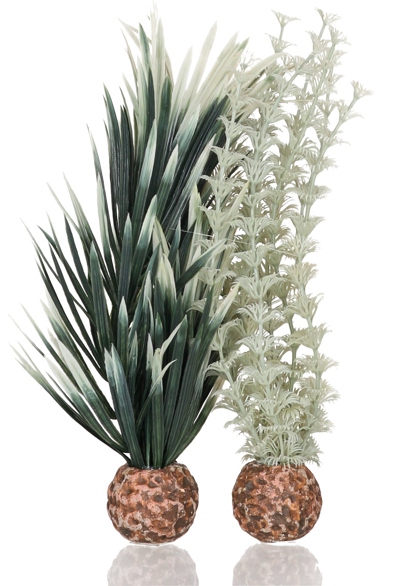 Lot d’ambulia biOrb gris-vert S — biOrb ambulia grijs/groen S