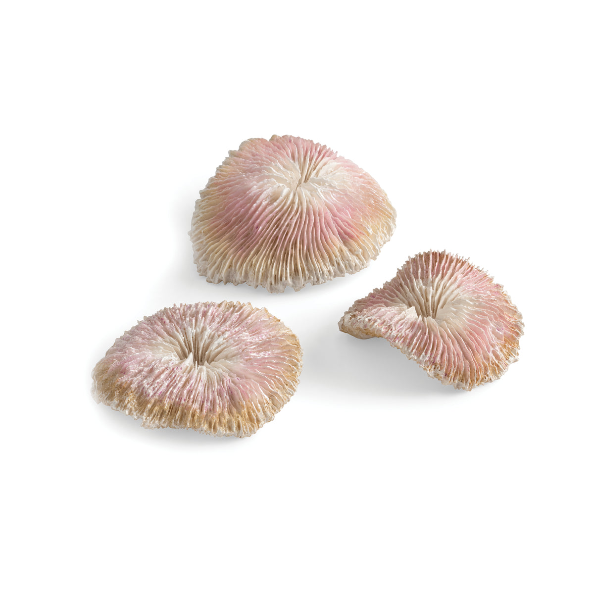 Lot de coraux en plateau biOrb — biOrb plaatkoraal set